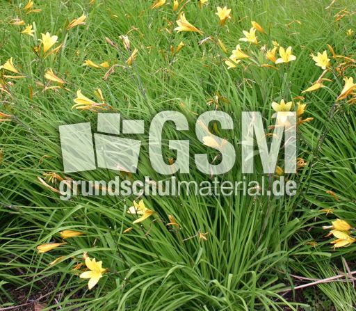 Lilien-1.jpg